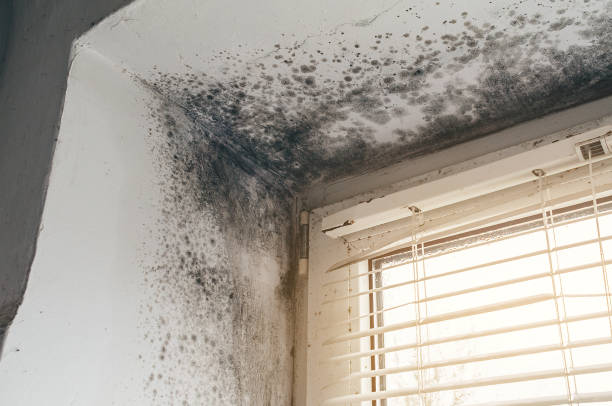 Affordable Mold Cleanup solutions in Burnt Cabins, PA